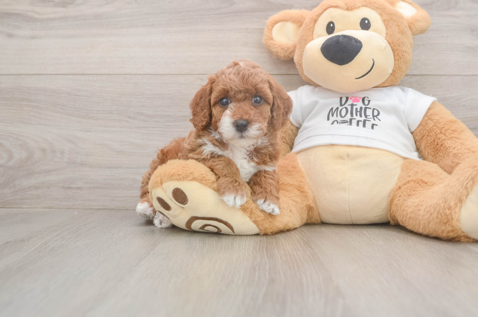 5 week old Poodle Puppy For Sale - Premier Pups
