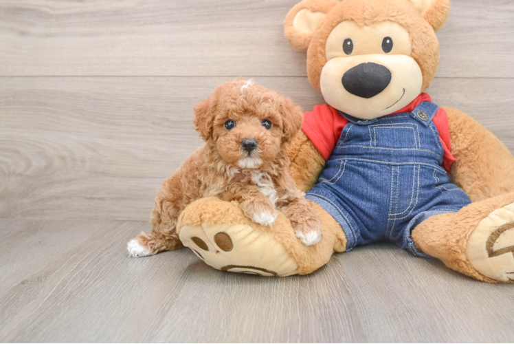 Poodle Puppy for Adoption