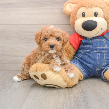 Poodle Puppy for Adoption