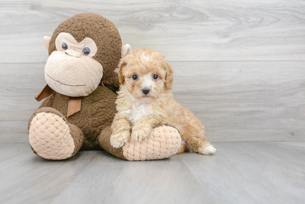 Poodle Pup Being Cute