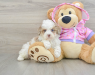 8 week old Poodle Puppy For Sale - Premier Pups