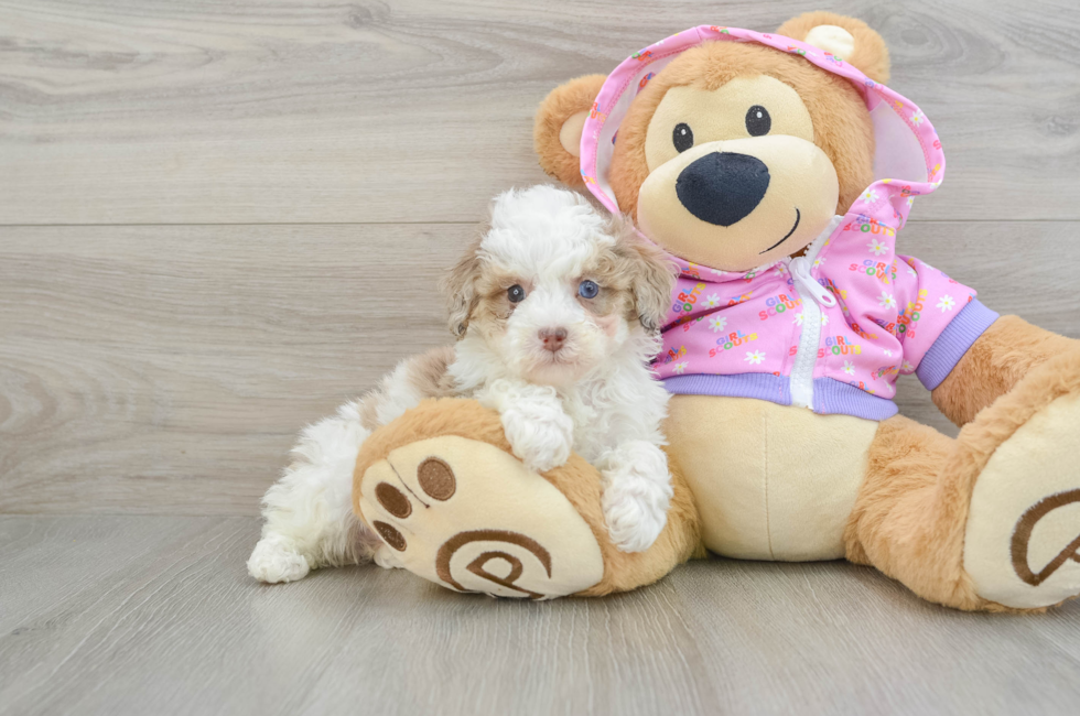 7 week old Poodle Puppy For Sale - Premier Pups