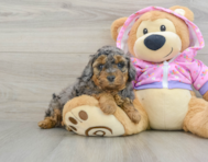 8 week old Poodle Puppy For Sale - Premier Pups