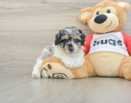 7 week old Poodle Puppy For Sale - Premier Pups