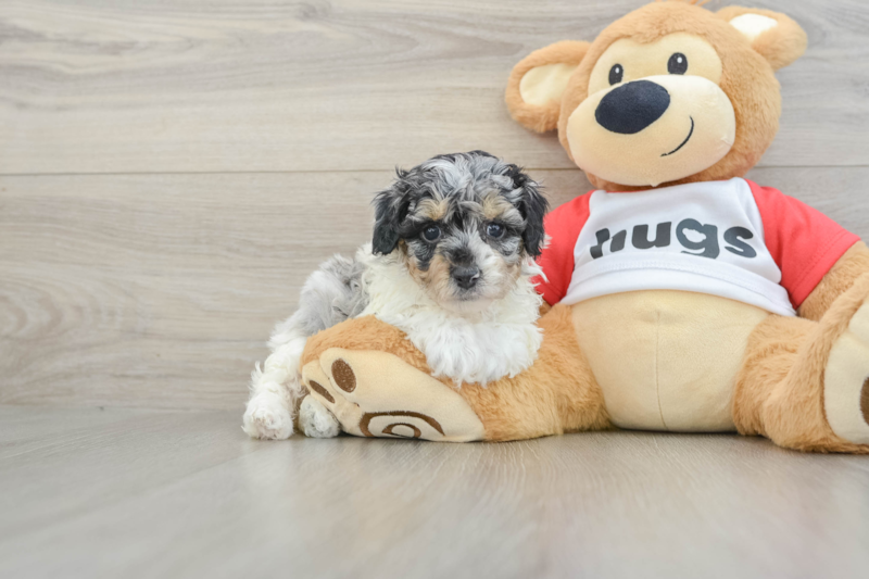 Meet Bunny - our Poodle Puppy Photo 1/3 - Premier Pups
