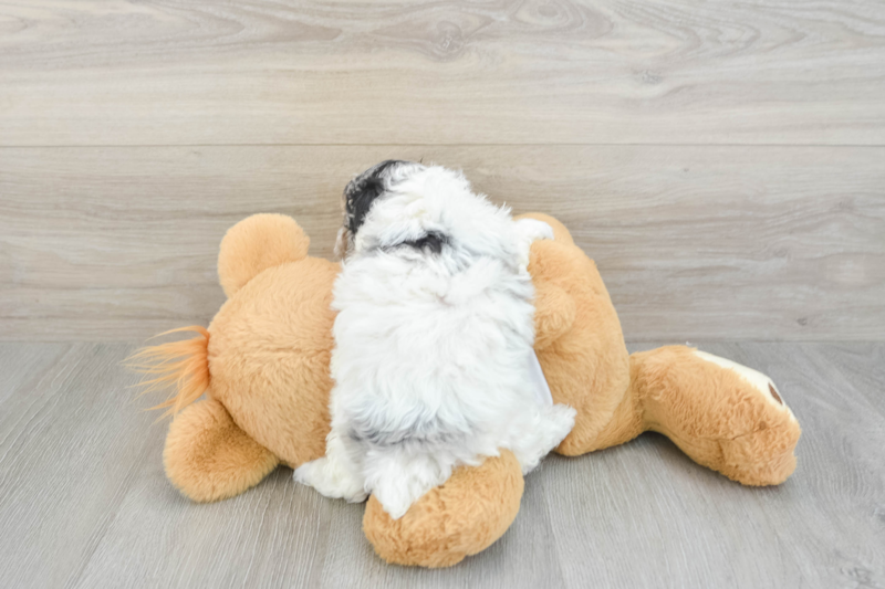 Meet Bunny - our Poodle Puppy Photo 2/3 - Premier Pups