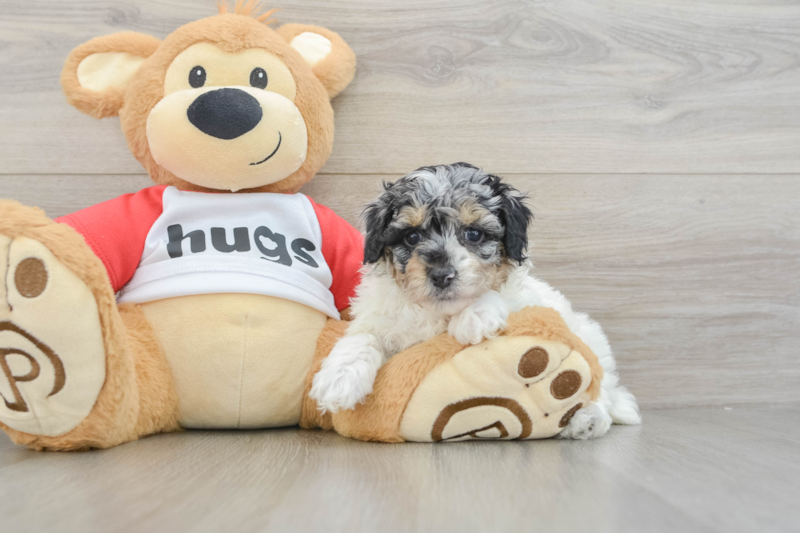Meet Bunny - our Poodle Puppy Photo 3/3 - Premier Pups