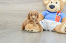 Akc Registered Poodle Purebred Pup