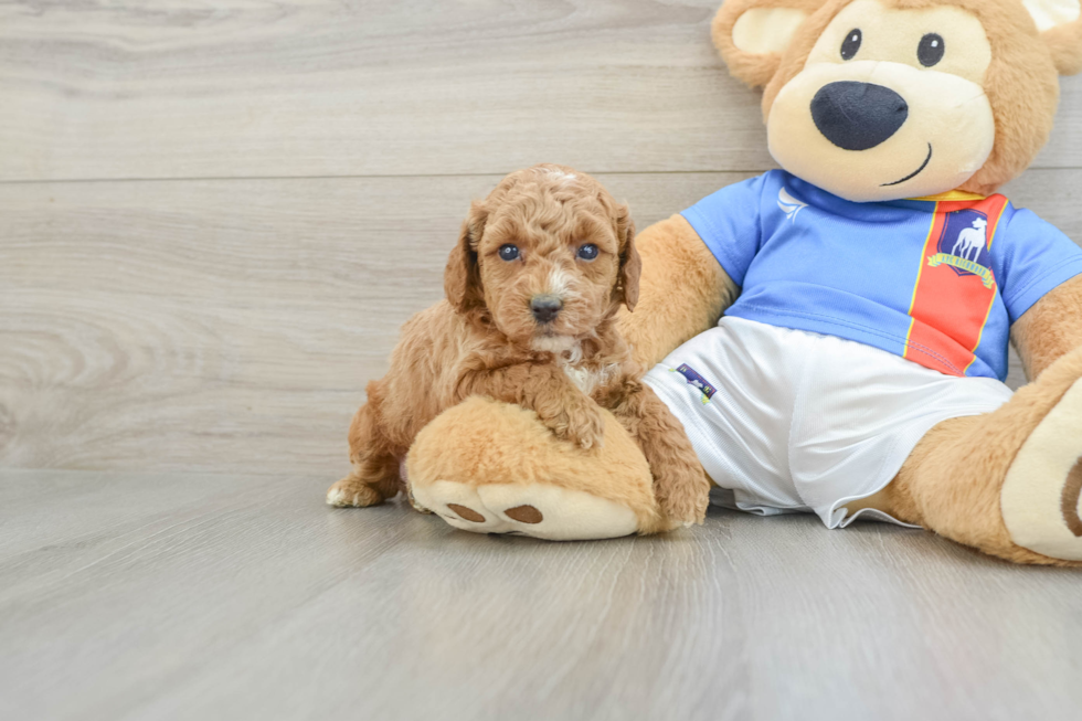 Akc Registered Poodle Purebred Pup