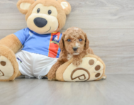 6 week old Poodle Puppy For Sale - Premier Pups