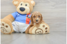 Cute Pooodle Purebred Puppy