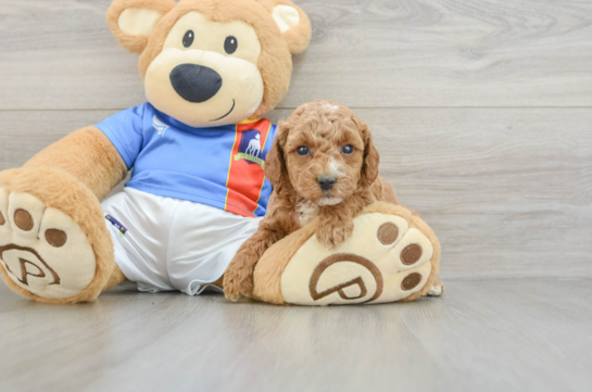 Cute Pooodle Purebred Puppy