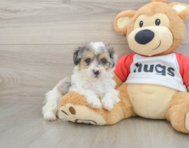 7 week old Poodle Puppy For Sale - Premier Pups