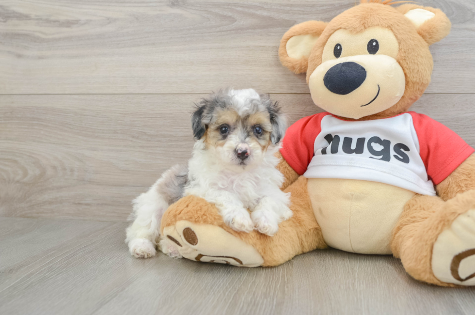 7 week old Poodle Puppy For Sale - Premier Pups