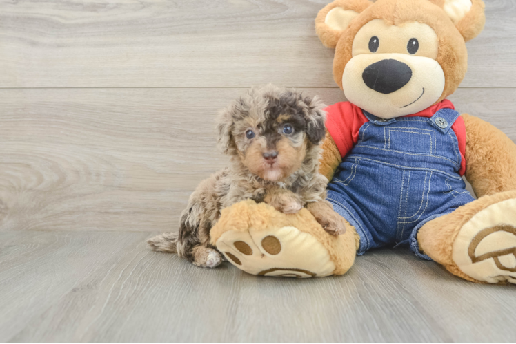 Akc Registered Poodle Purebred Pup