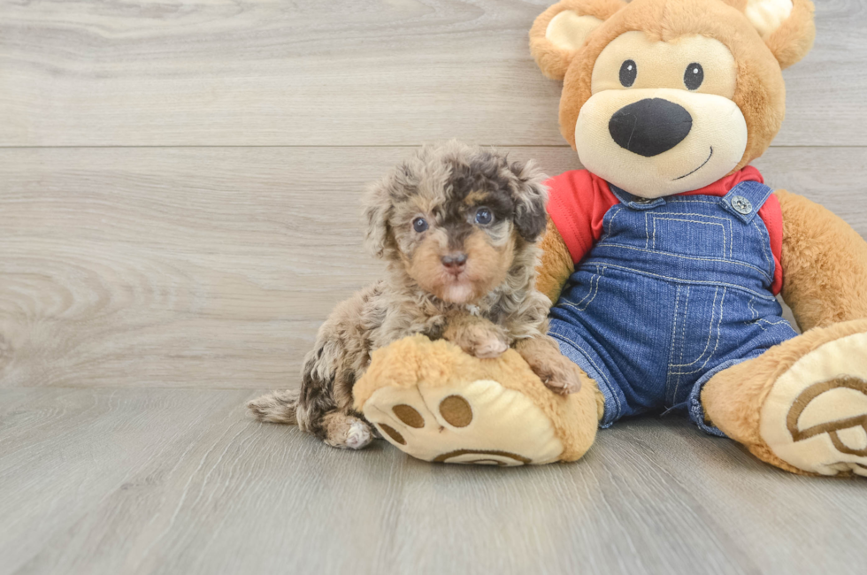 5 week old Poodle Puppy For Sale - Premier Pups