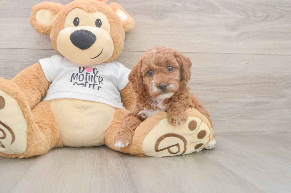 5 week old Poodle Puppy For Sale - Premier Pups