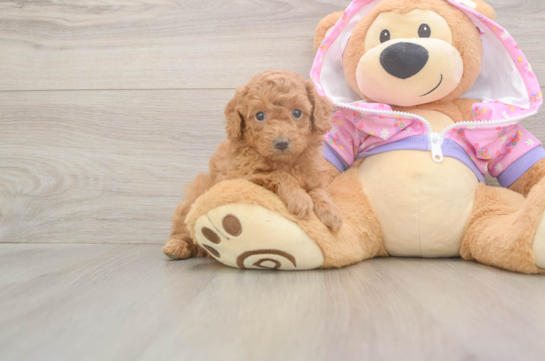 5 week old Poodle Puppy For Sale - Premier Pups Small Poodle Purebred Pup