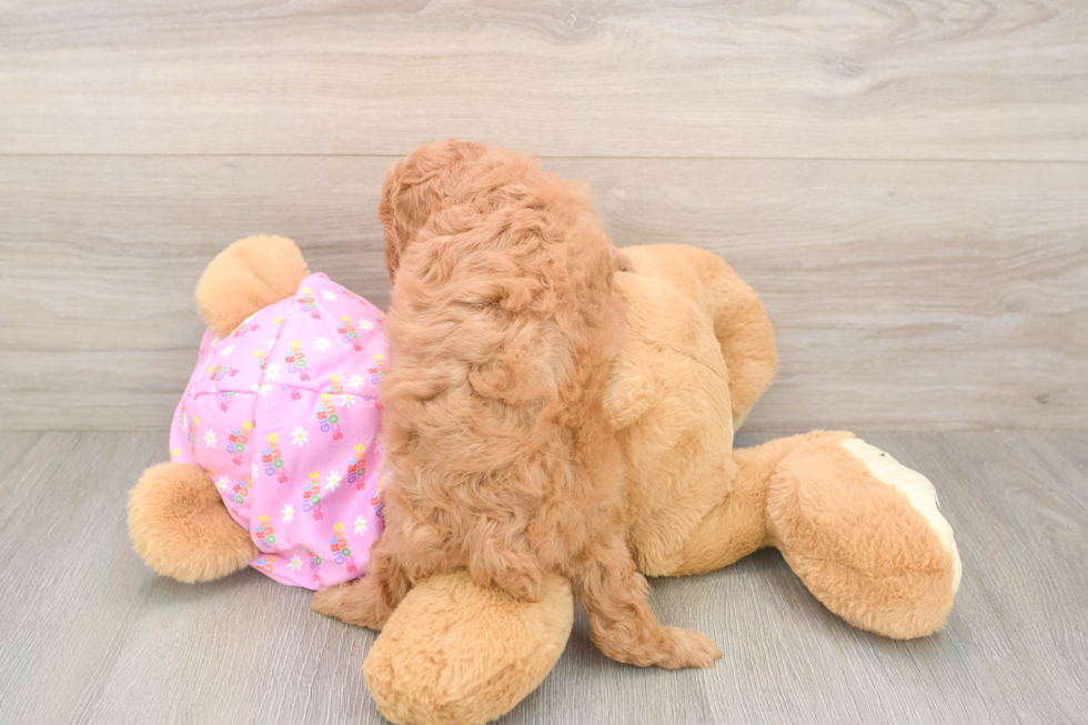 Meet Bunny - our Poodle Puppy Photo  3/3 - Premier Pups Little Poodle Baby