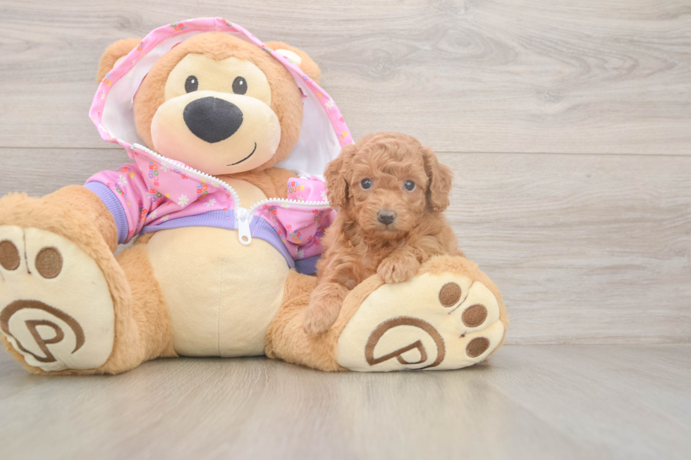 Meet Bunny - our Poodle Puppy Photo  2/3 - Premier Pups Poodle Puppy for Adoption