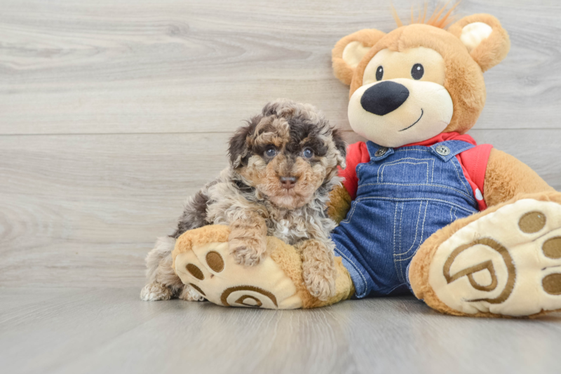 Meet Candy - our Poodle Puppy Photo 1/3 - Premier Pups