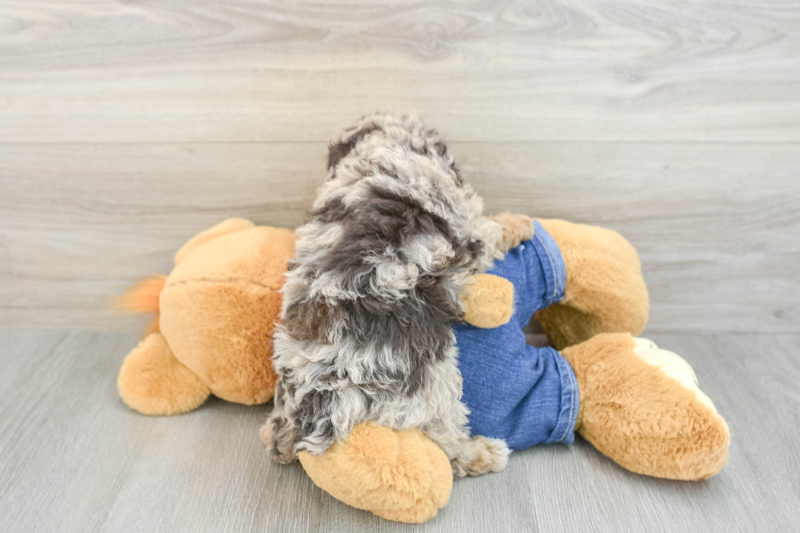 Meet Candy - our Poodle Puppy Photo 2/3 - Premier Pups