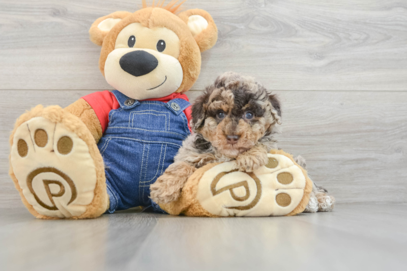 Meet Candy - our Poodle Puppy Photo 3/3 - Premier Pups