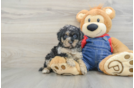 Poodle Puppy for Adoption