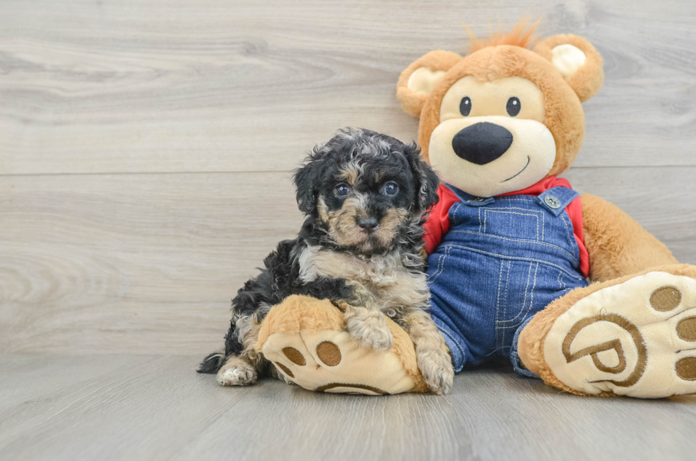 5 week old Poodle Puppy For Sale - Premier Pups