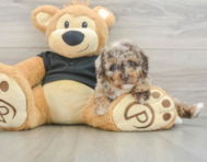 6 week old Poodle Puppy For Sale - Premier Pups