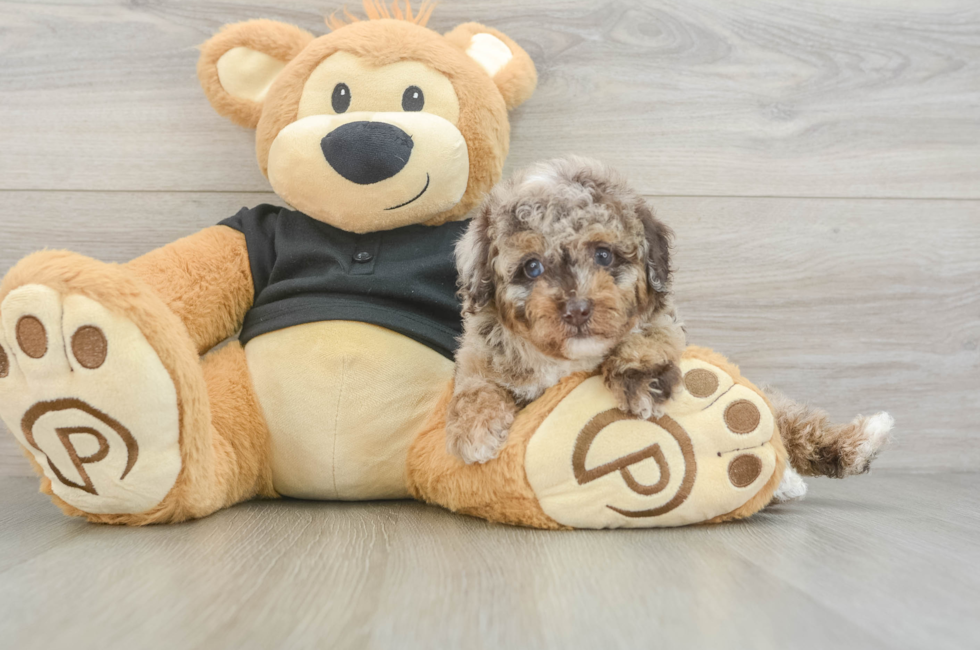 5 week old Poodle Puppy For Sale - Premier Pups