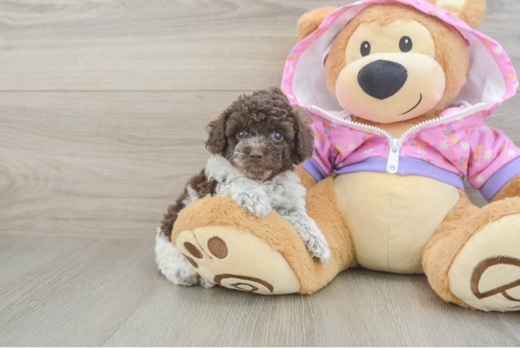 Small Poodle Baby