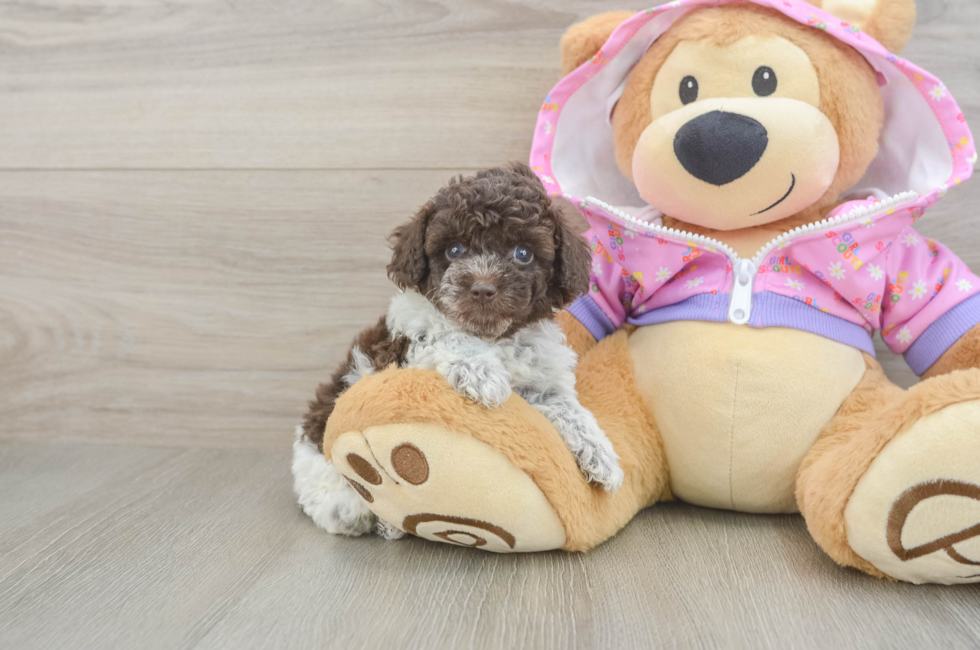 5 week old Poodle Puppy For Sale - Premier Pups