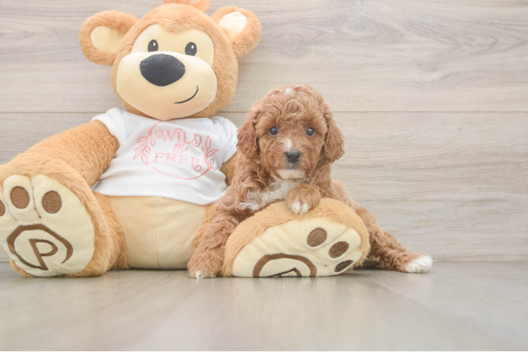 Best Poodle Baby