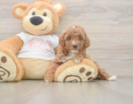 5 week old Poodle Puppy For Sale - Premier Pups