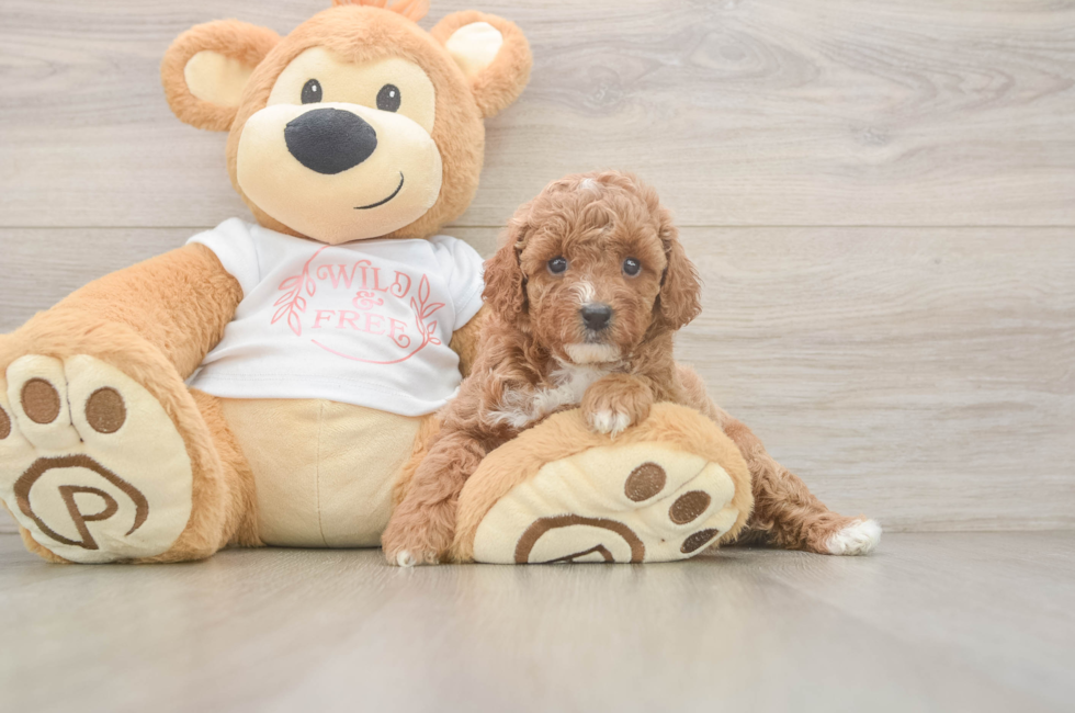 5 week old Poodle Puppy For Sale - Premier Pups