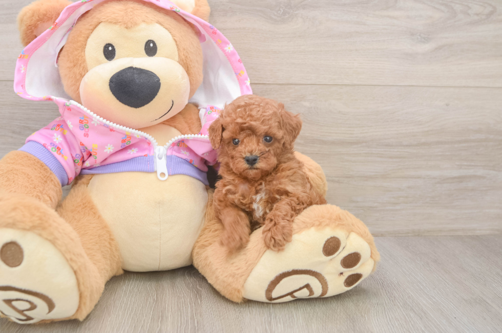 5 week old Poodle Puppy For Sale - Premier Pups