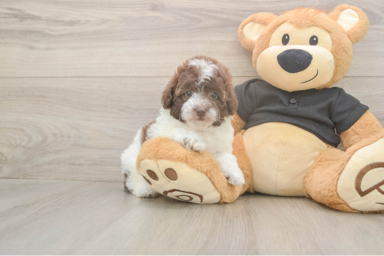 Little Poodle Purebred Pup