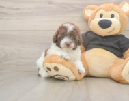 8 week old Poodle Puppy For Sale - Premier Pups