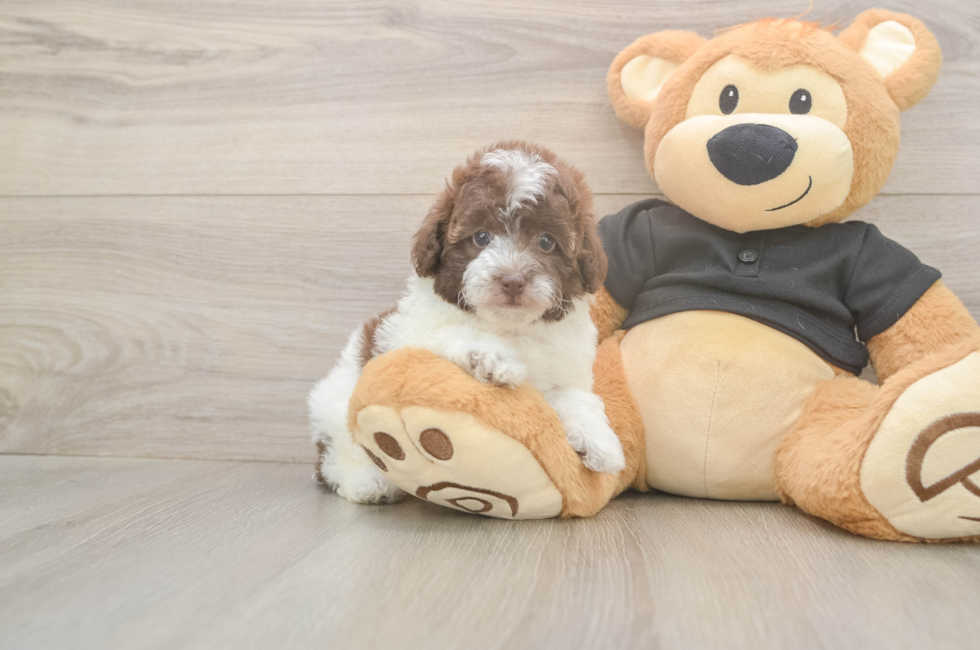 5 week old Poodle Puppy For Sale - Premier Pups