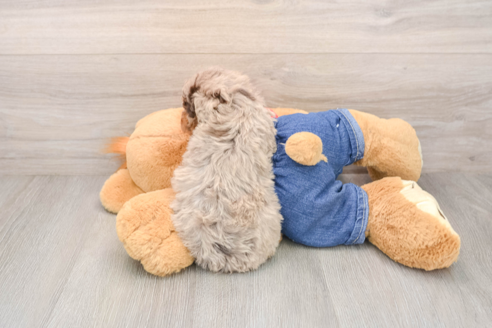 Sweet Pudel Purebred Puppy