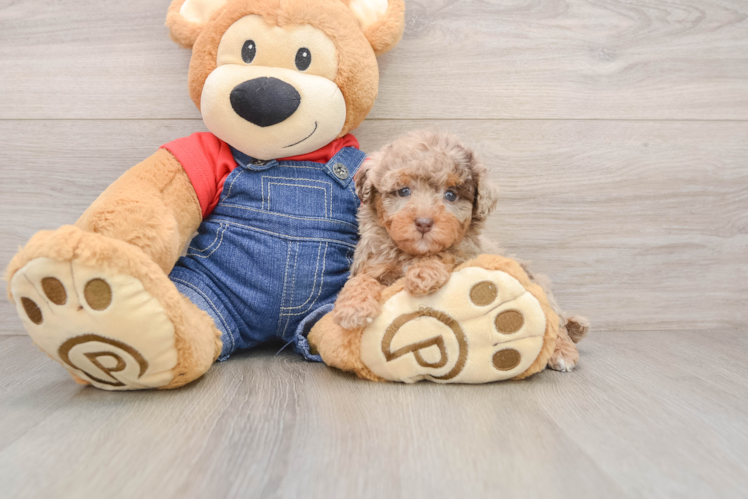 Poodle Puppy for Adoption