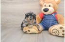 Playful Poodle Baby
