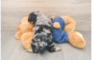 Small Poodle Purebred Pup