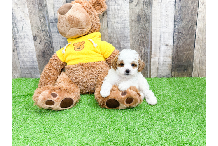 Hypoallergenic Poodle Purebred Pup