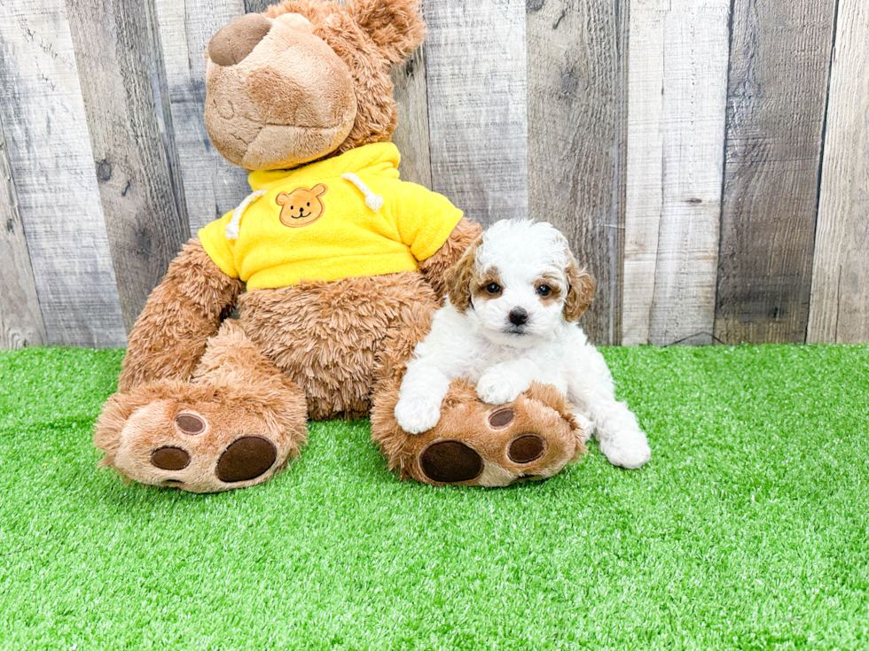 Hypoallergenic Poodle Purebred Pup