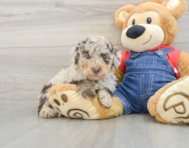 7 week old Poodle Puppy For Sale - Premier Pups