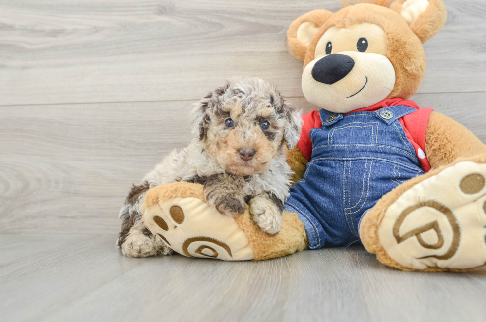 5 week old Poodle Puppy For Sale - Premier Pups