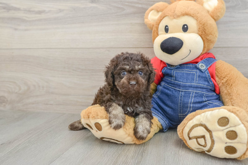 Meet Caramel - our Poodle Puppy Photo 1/3 - Premier Pups