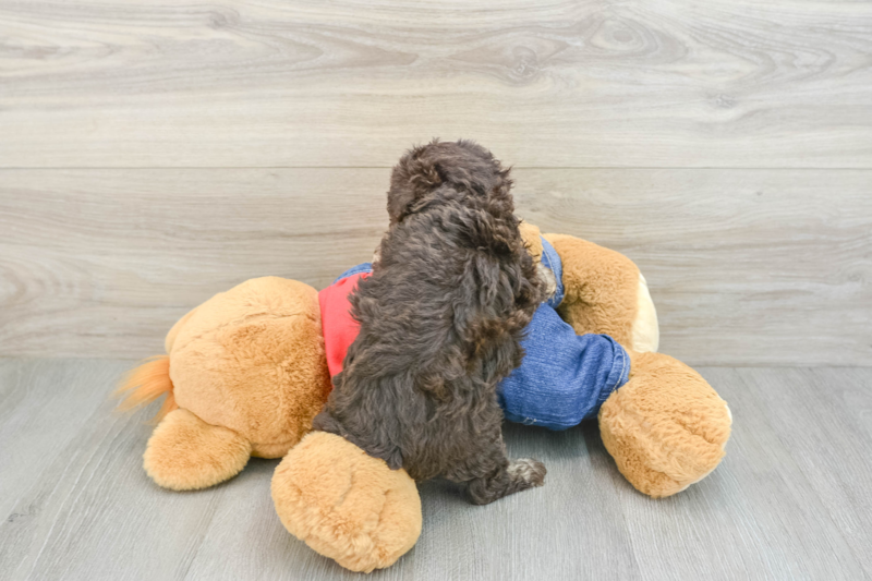 Meet Caramel - our Poodle Puppy Photo 2/3 - Premier Pups
